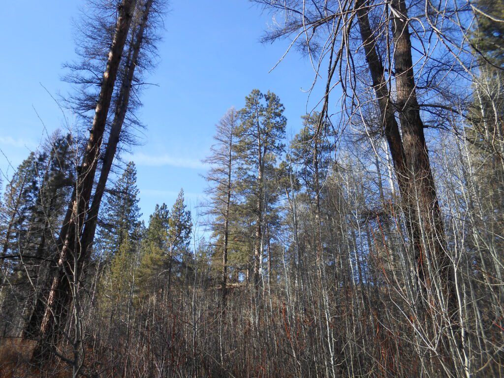 sky, trees, looking up