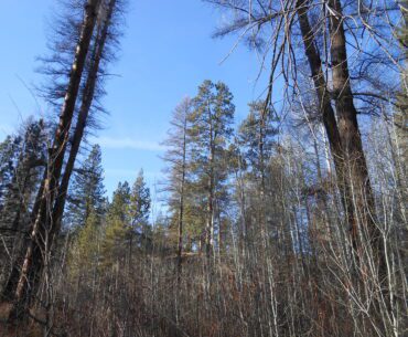 sky, trees, looking up