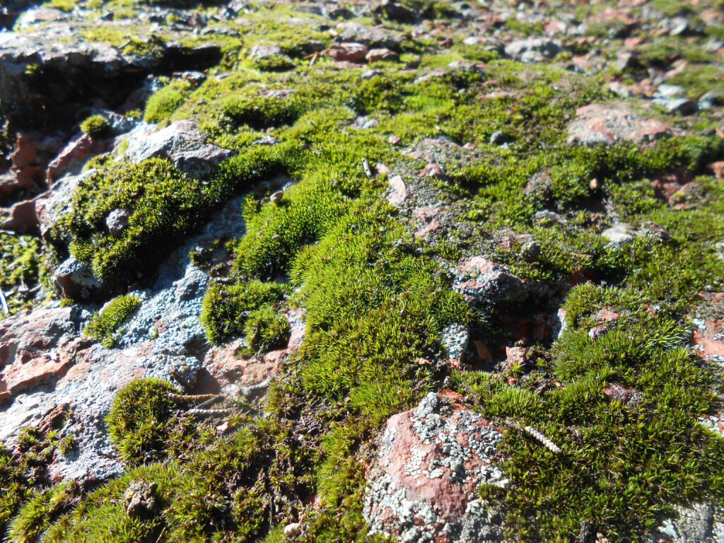 moss, rock