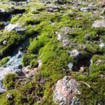 moss, rock