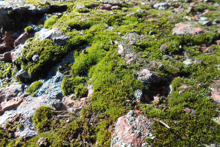 moss, rock