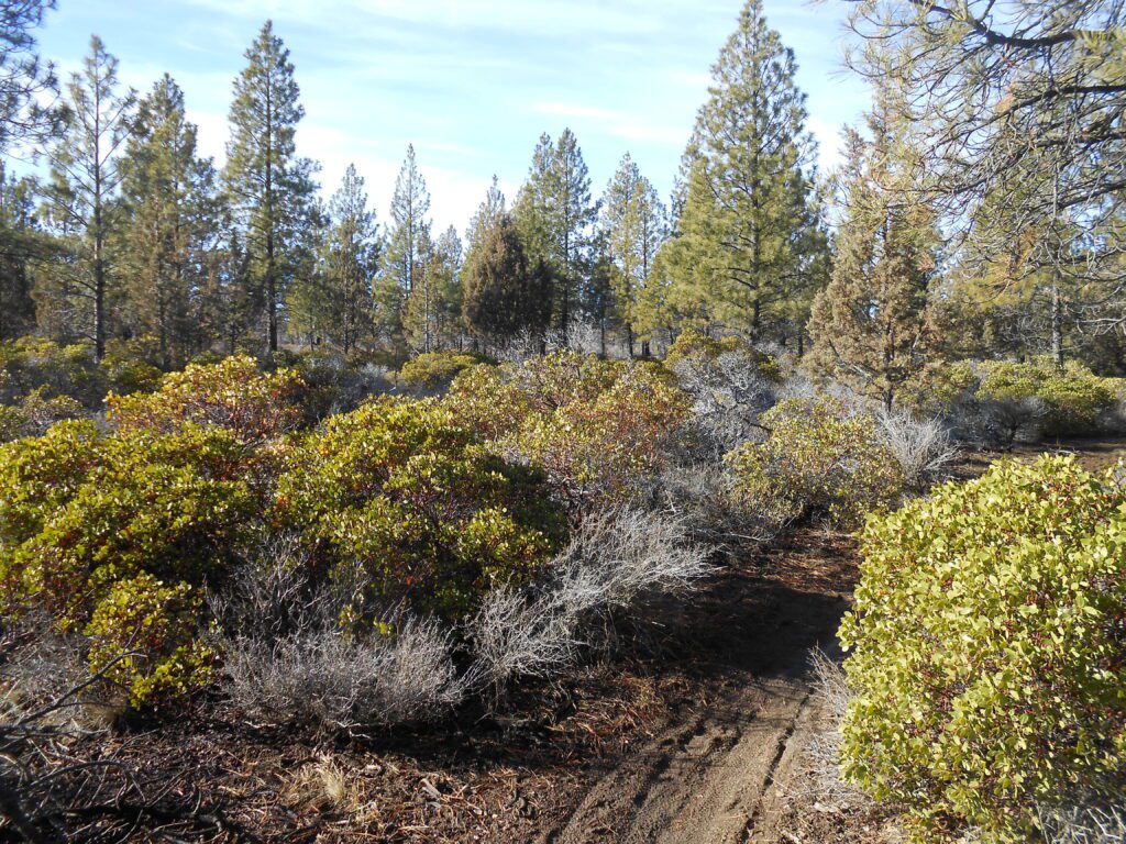manzanita, ponderosas, firs, trees,