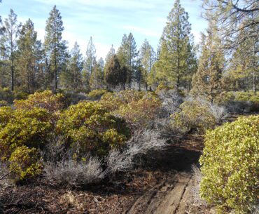 manzanita, ponderosas, firs, trees,