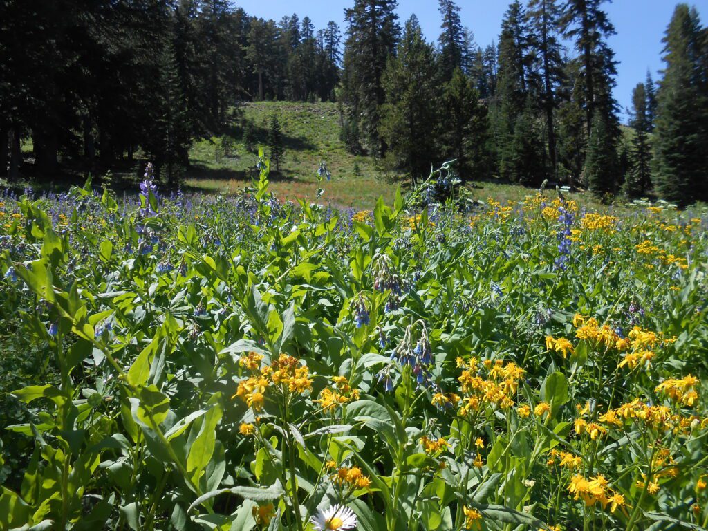alpine flowers, high desert mountains,