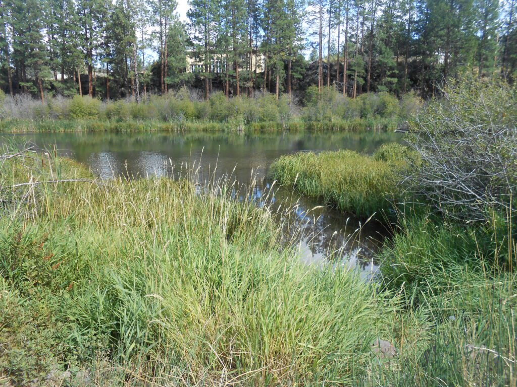 deschutes river, bend, oregon, riparian zone