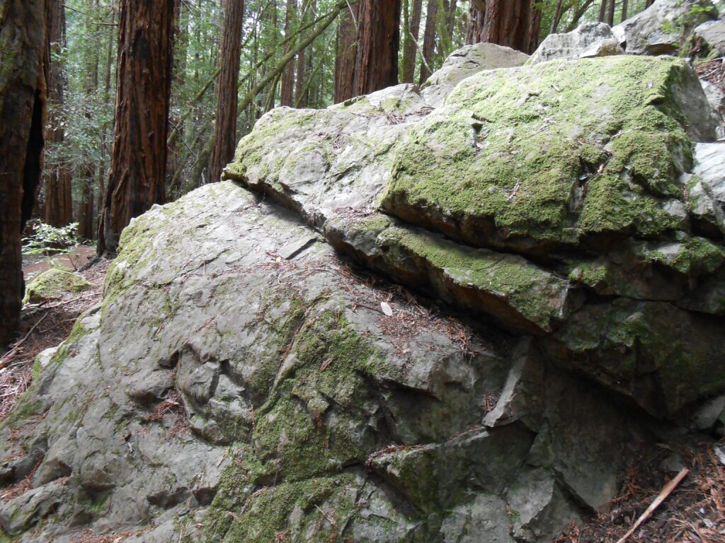 rock, forest