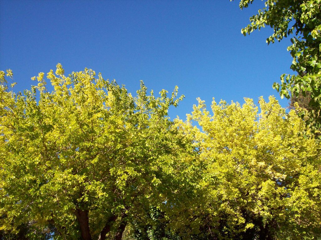 colorful trees, blue sky