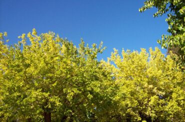 colorful trees, blue sky