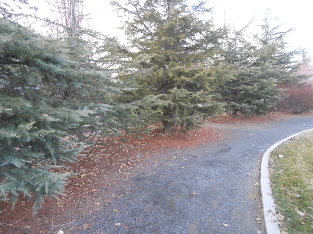 park pathway