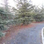 park pathway