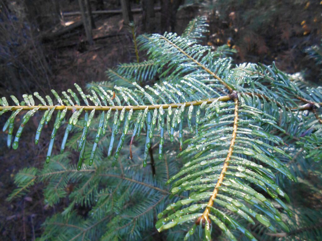 dew, pine needles