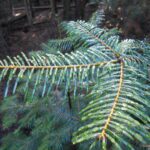 dew, pine needles