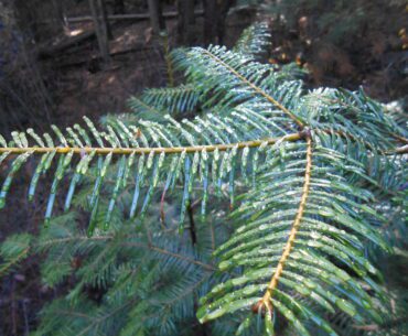 dew, pine needles