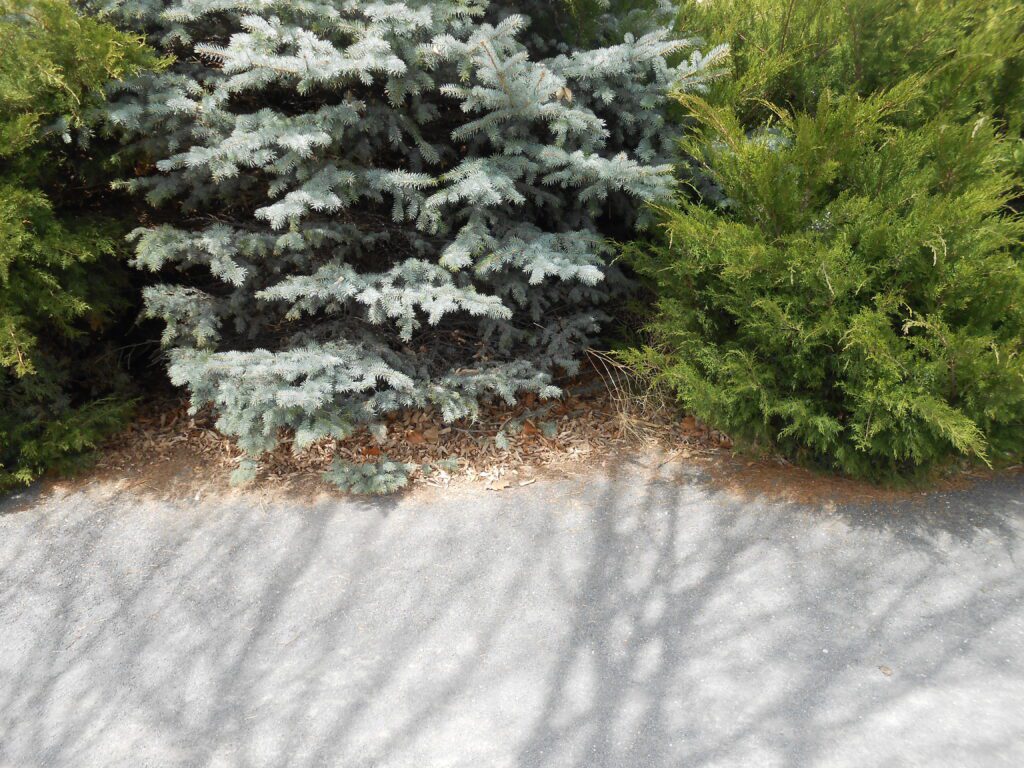 evergreens, sandy path