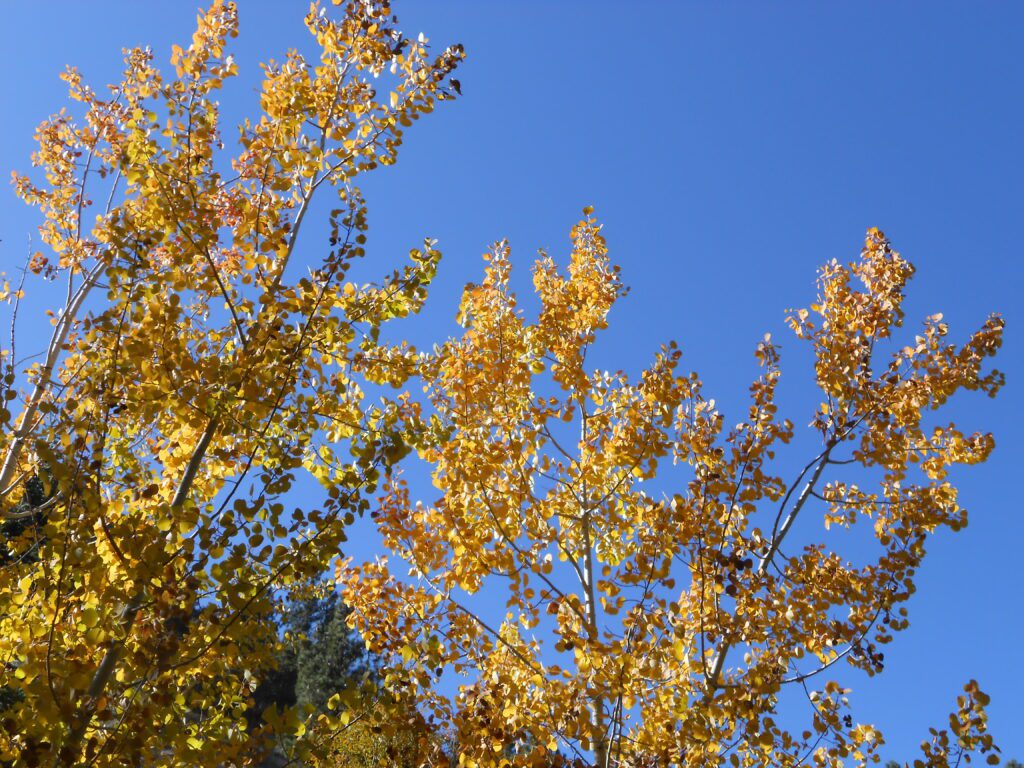 yellow leaves, blue sky
