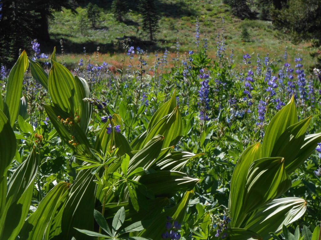 flowers, plants