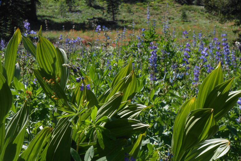 flowers, plants