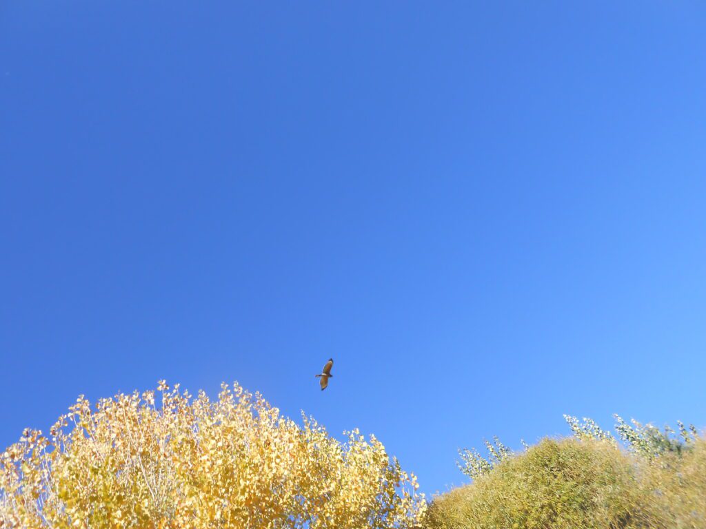 clear sky, trees, bird, clear mind