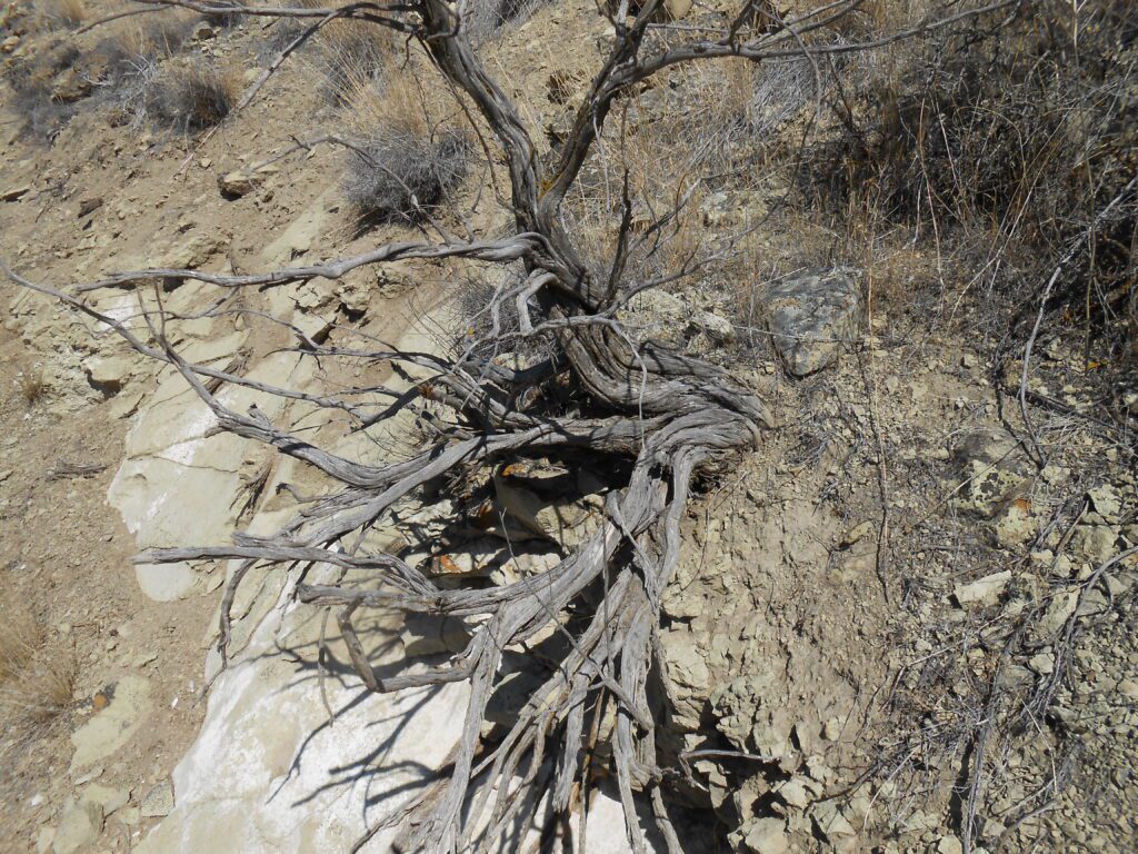 gnarly, roots, desert, sage brush
