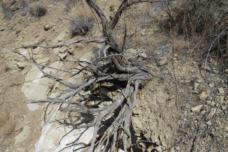 gnarly, roots, desert, sage brush