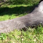 log, grass