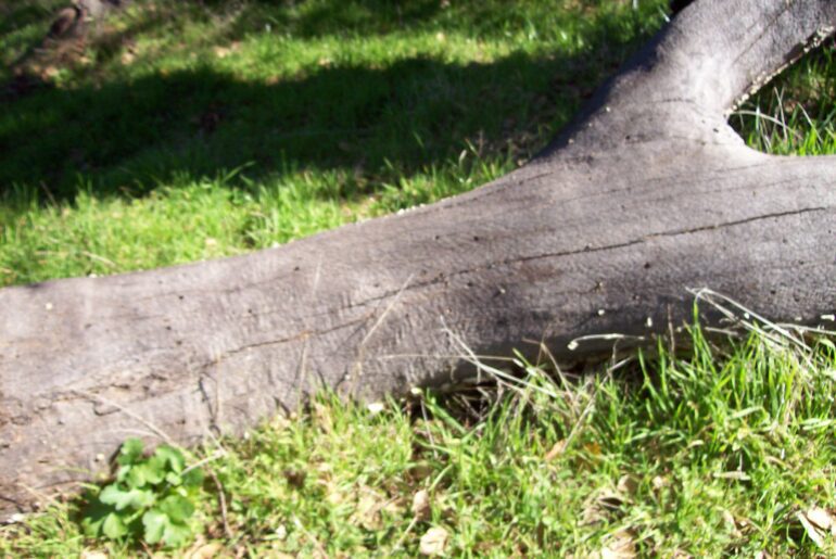 log, grass