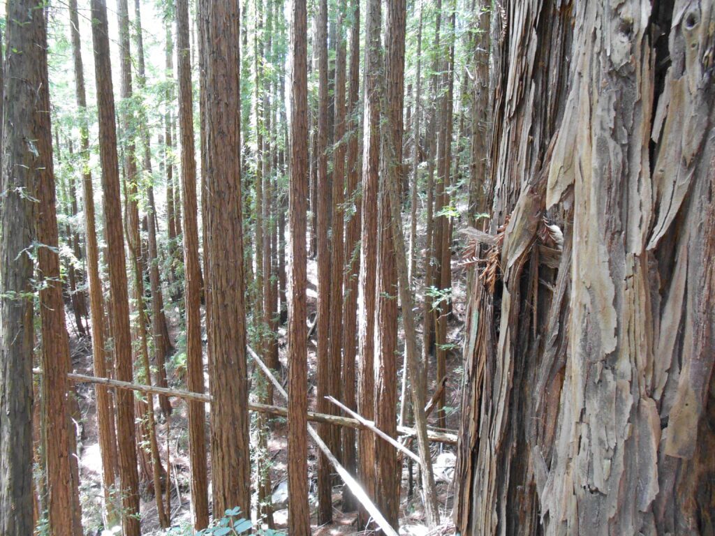 redwoods, forest, lost,