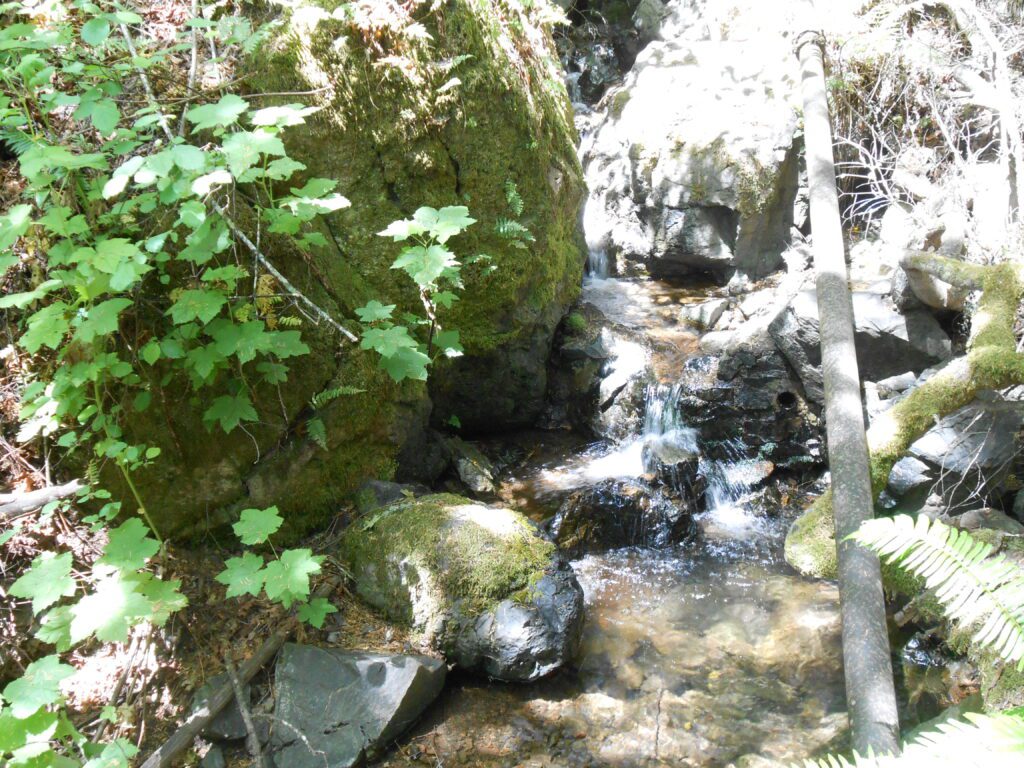 water, moss, plants,