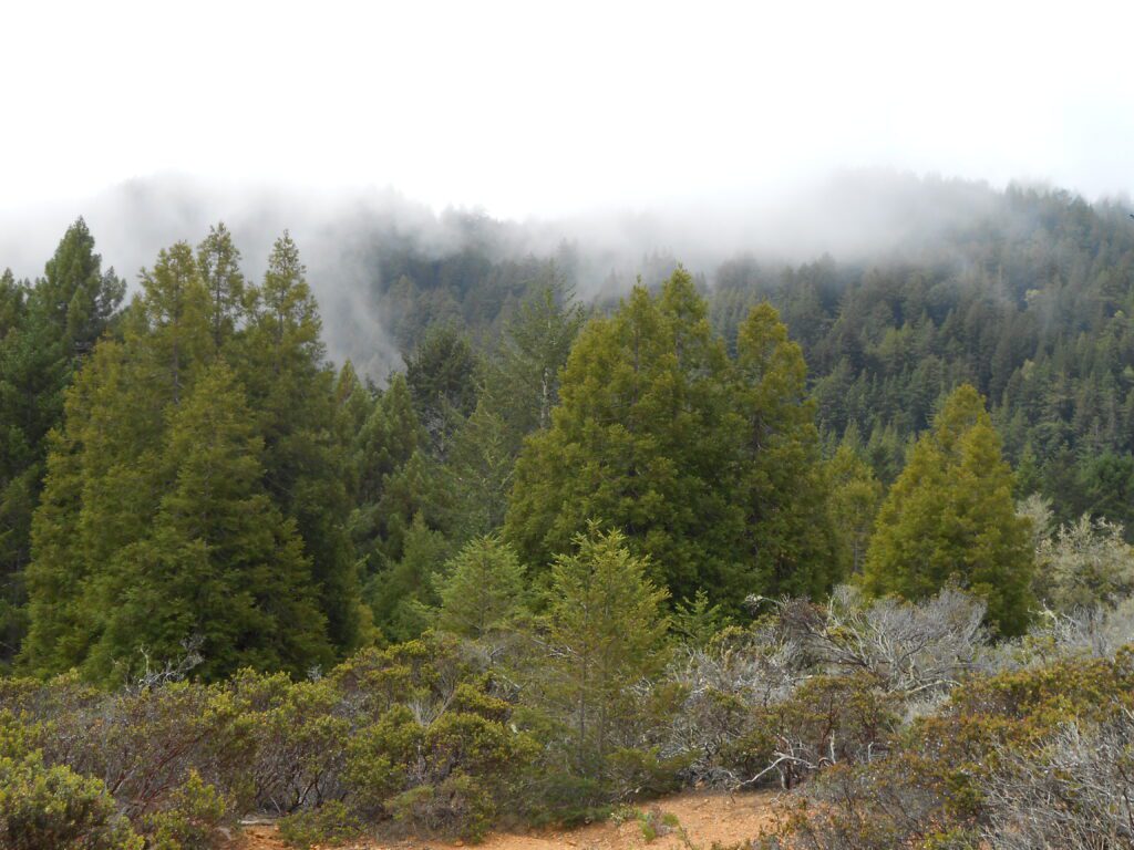 fog, mind fog, muir woods,