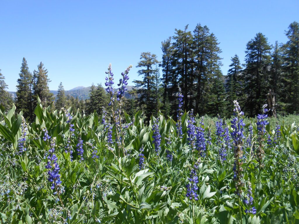 lupine, alpine spring,
