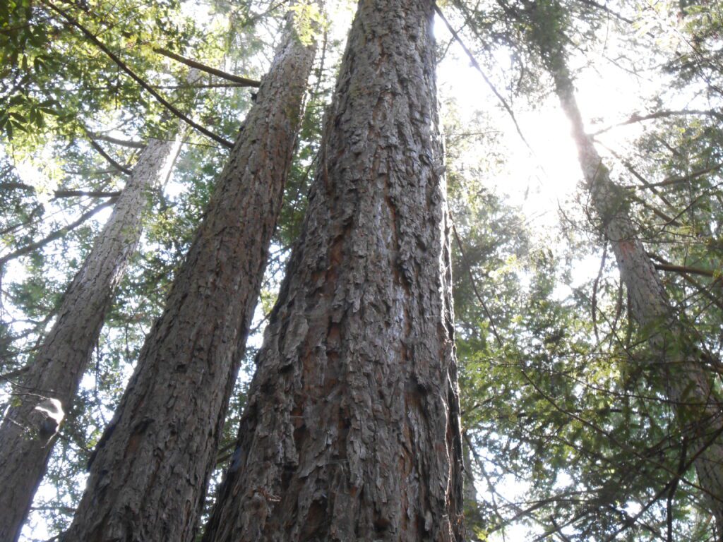 redwoods,