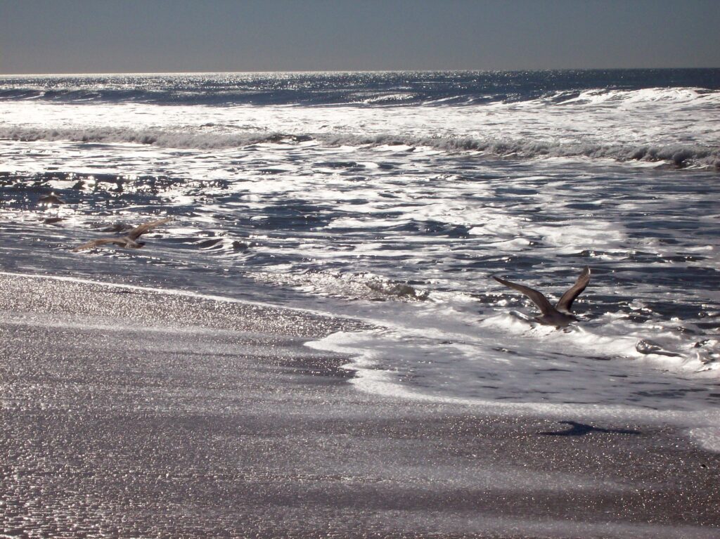 sea, beach, ocean, pacific ocean