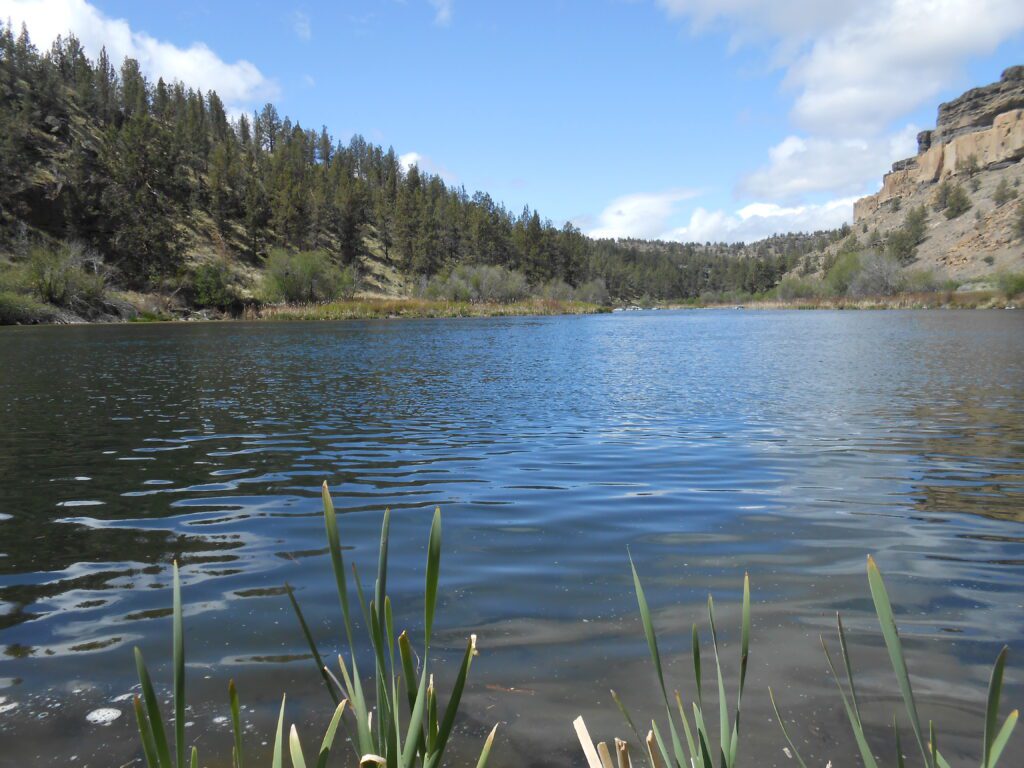 deshutes river, water, sunny day, fronds