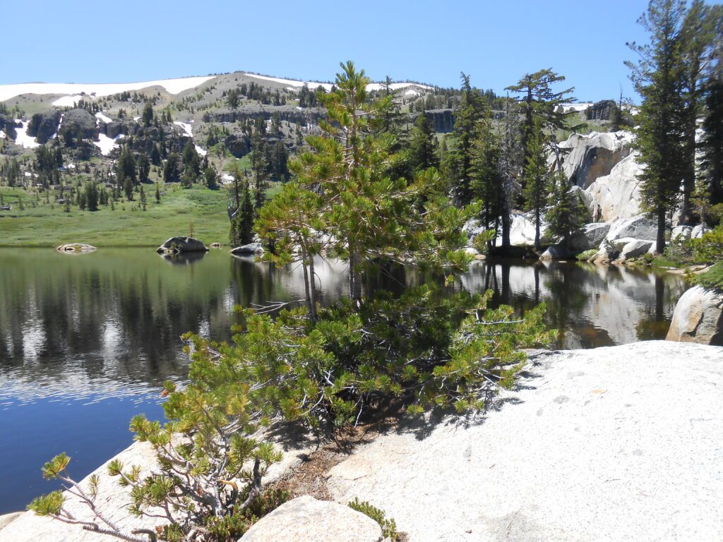 trees, apline lake,