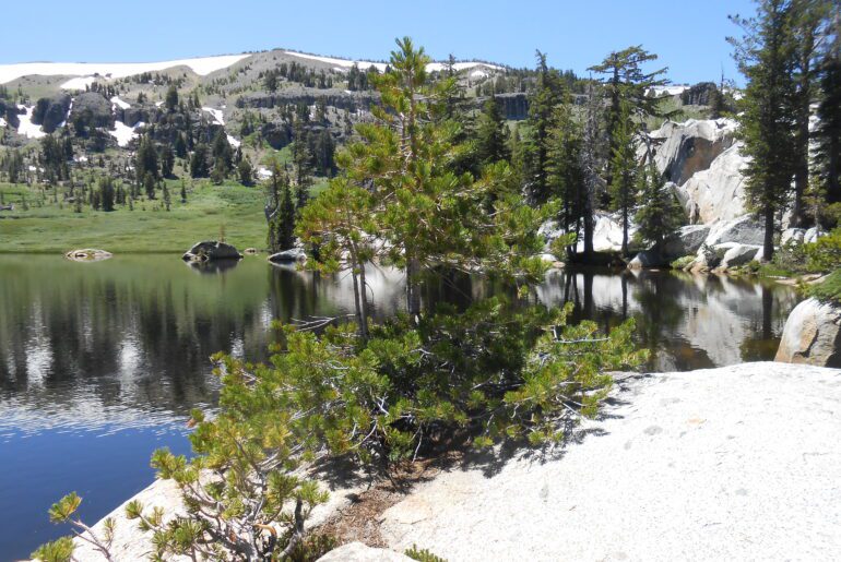 trees, apline lake,