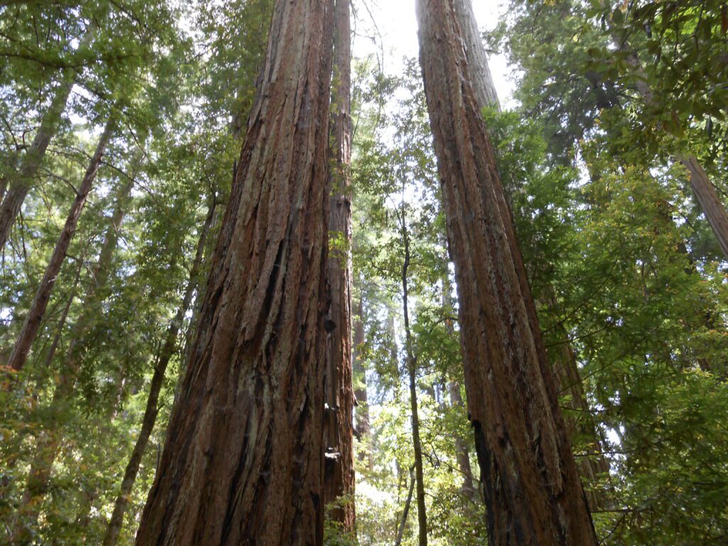 redwoods, trees