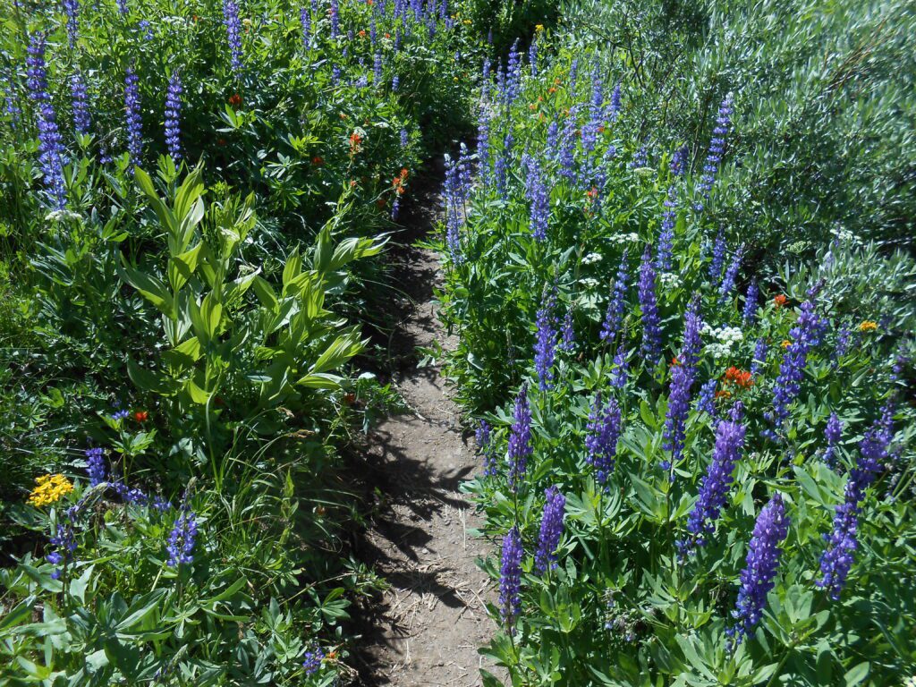 hiking trail, wildflowers