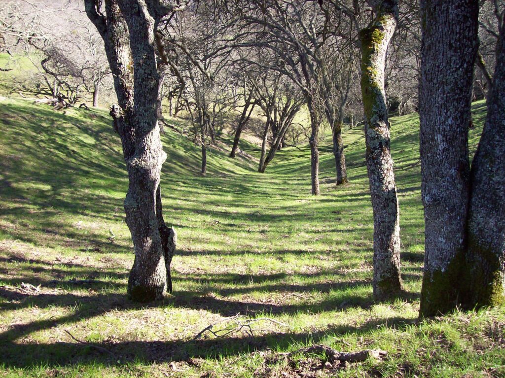 woods, wilderness, California
