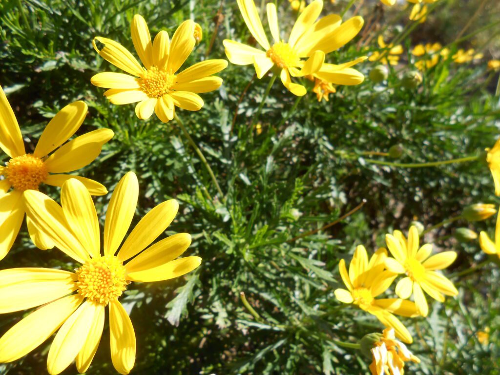 yellow flowers