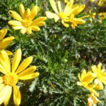 yellow flowers
