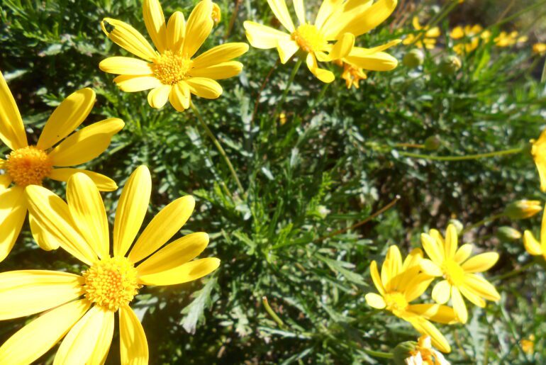 yellow flowers